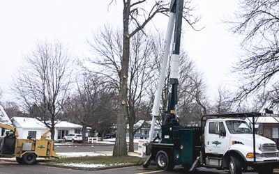 Clear Lake WI – Tree Removal