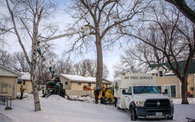 Tree Service – New Richmond