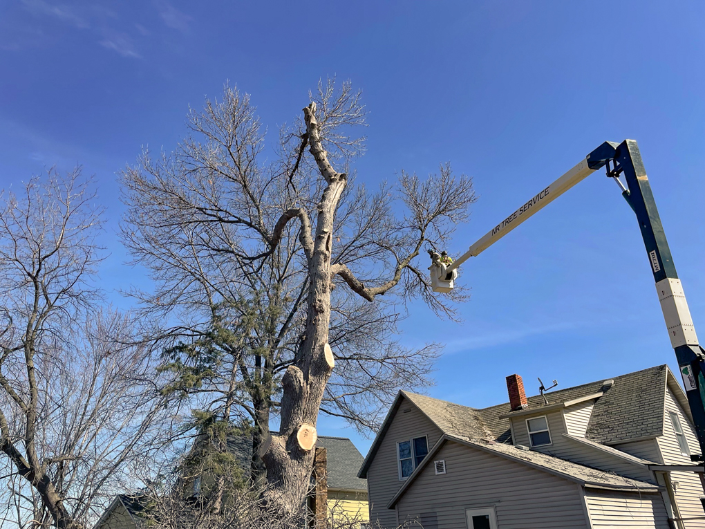 Ash Tree Removal New Richmond WI